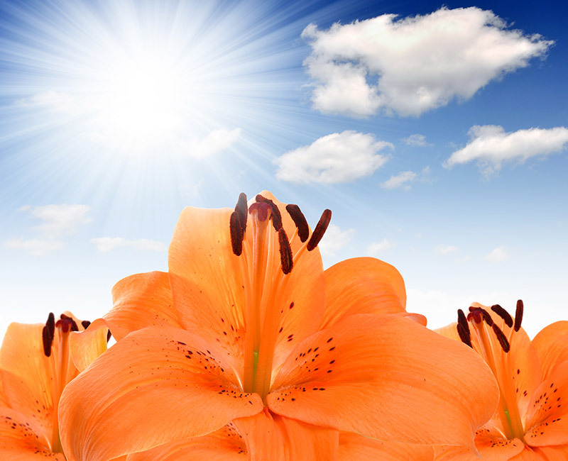 Flowers flowers  / Enjoy flowers