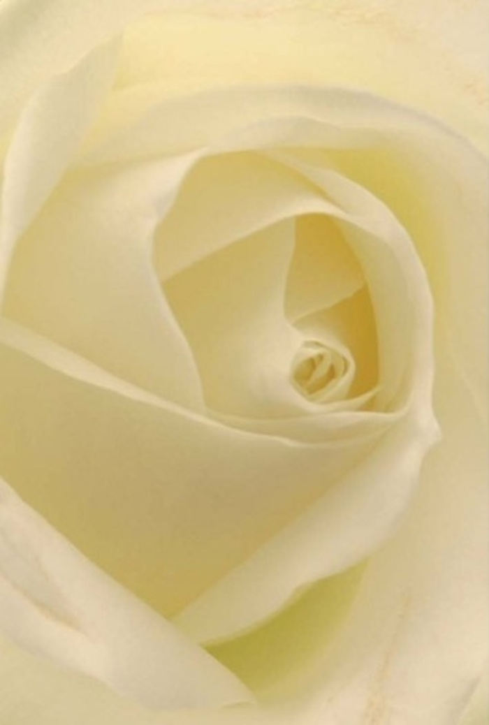 Gazing closely at this remarkable cream-white rose, hand-picked by Wallington's expert florists, one becomes absorbed in the interplay of softness and shape, each petal artfully layered like delicate folds of silk. Subtle gradations of white, ivory, and buttery cream meld in gentle waves, catching the soft northern light drifting in from Wallington High Street. The petals cradle one another in an impeccable spiral, their edges fine as parchment yet supple and resilient-inviting the fingertips to linger as if savoring each nuance of texture. The atmosphere conjures tranquility, as if the bloom itself embodies a silent pause before a heartfelt gesture-a token as fitting for a moment of sympathy by Mellows Park as for a quiet expression of undying love. Shadows collect tenderly between the inner whorls, lending a hypnotic depth that pairs with the rose's barely perceptible, soothing scent. The composition radiates purity and hope, with just a hint of the emotional weight that can carry across generations of Wallington families. To a seasoned florist, it exemplifies the harmony of nature's design and skilled craftsmanship, creating a bloom both timeless and deeply personal for those honored to receive it.